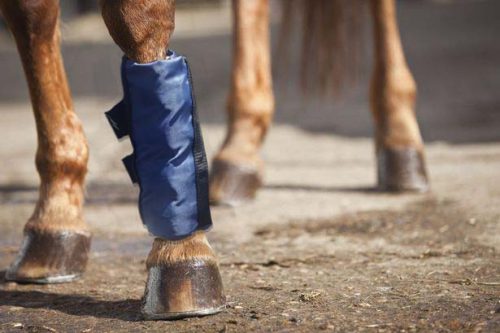 Horse Ice Boots